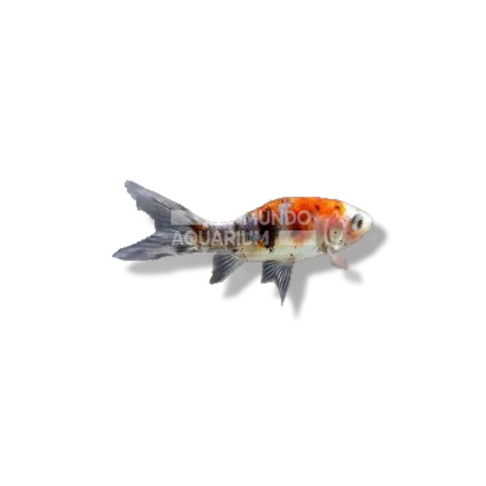 COMETA SHUBUNKIN 4-7CM