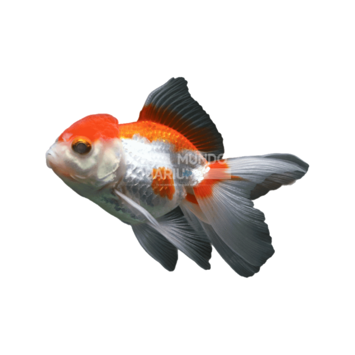 Carassius auratus 4-7CM (Oranda Rojo y Blanco)