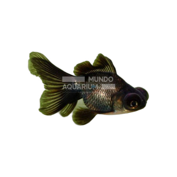 Carassius auratus (Pez Telescópico Negro - 8/9 CM)