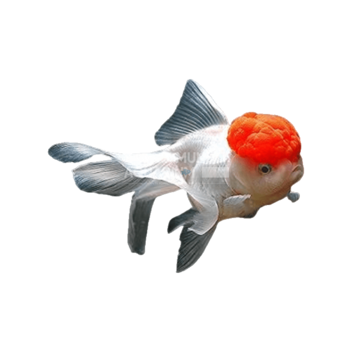Carassius auratus 7-9CM (Red Cap Lion Head Oranda)
