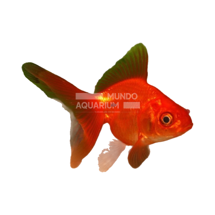 Carassius auratus (Red Ryukin)