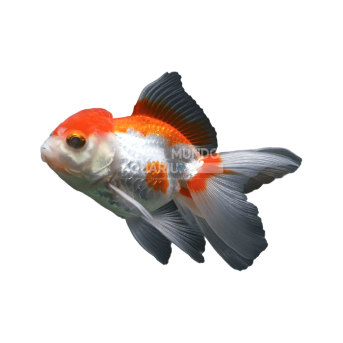 Carassius auratus (Red & White Oranda 8CM)