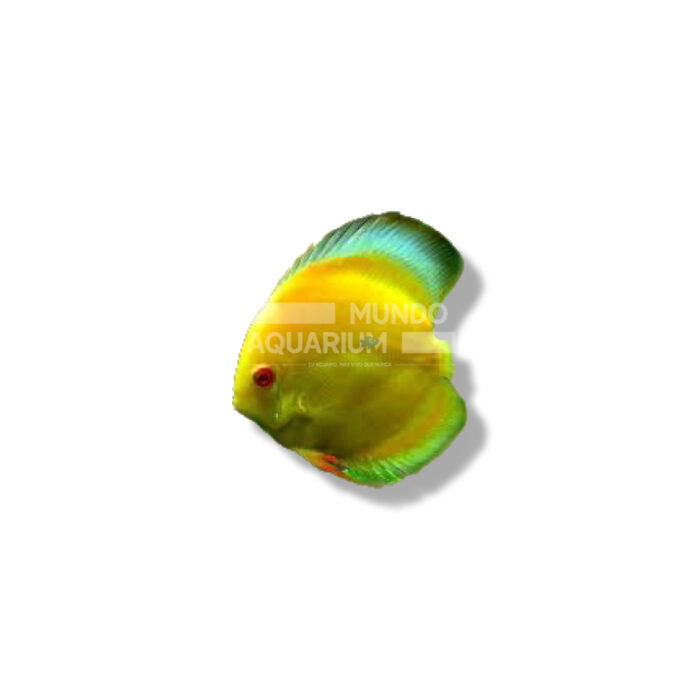 DISCO AMARILLO