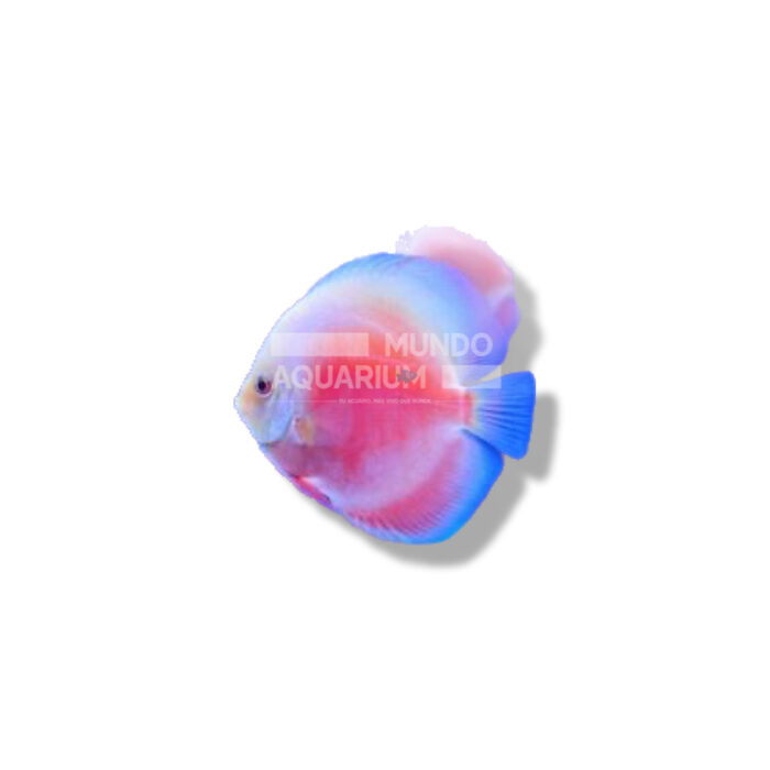 DISCO MELON