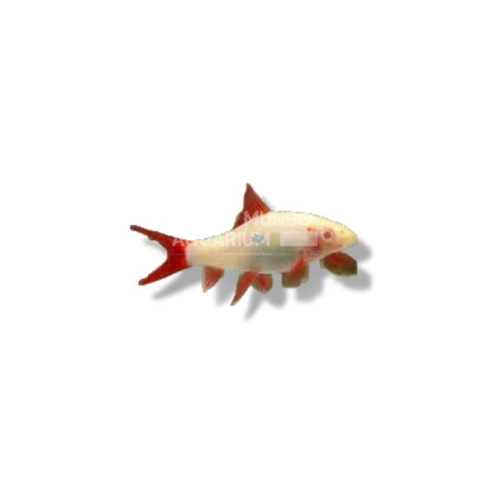 LABEO ALBINO