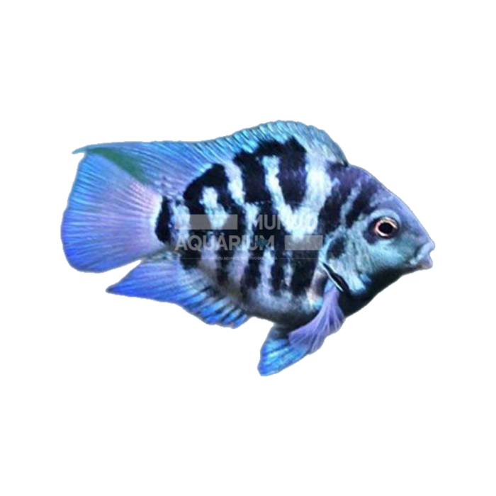 Platycodpn grandiflorus (Pez Loro Polar)