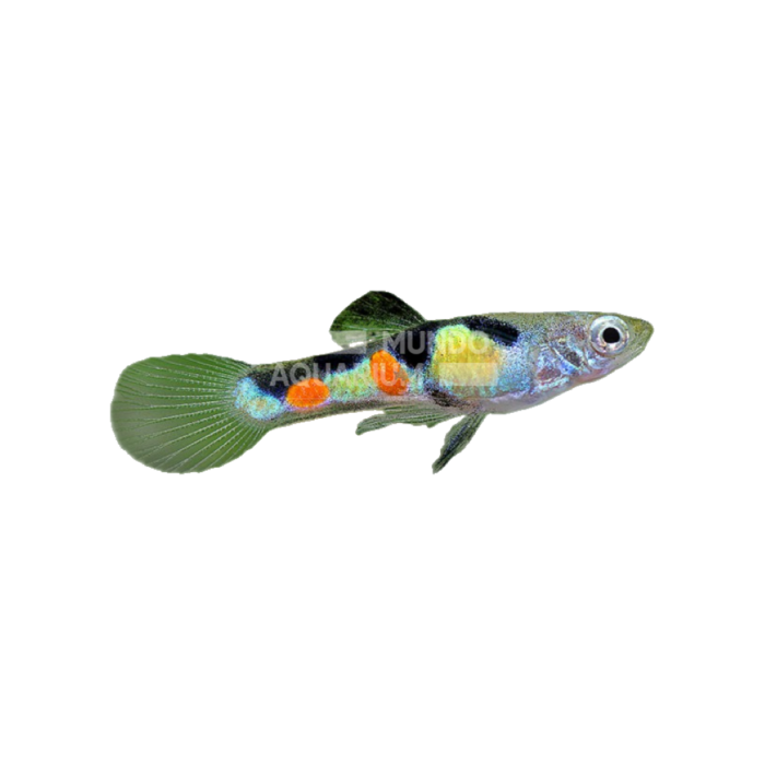 Poecillia Endler Wingei Verde (Guppy Endler verde)