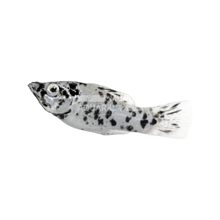 Poecillia Latipinna White Molly (Molly blanco)
