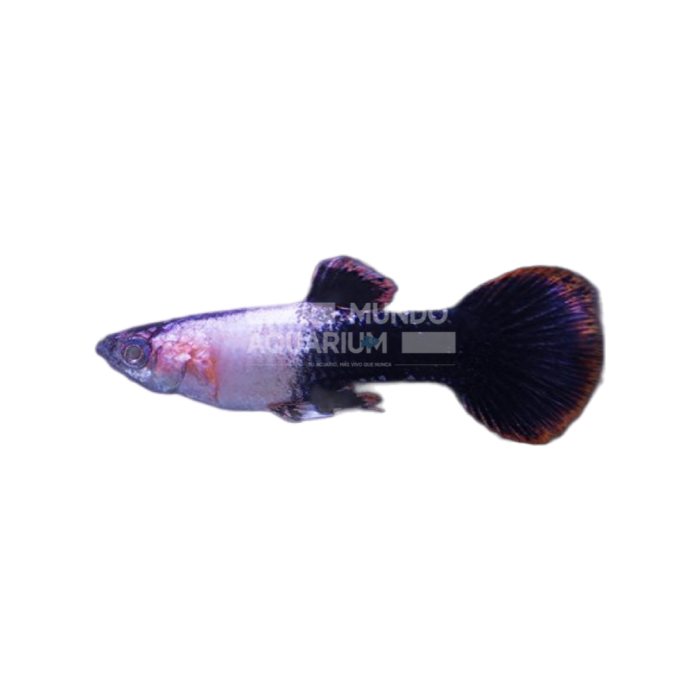 GUPPY MACHO ROSA METÁLICO 3,5/4CM