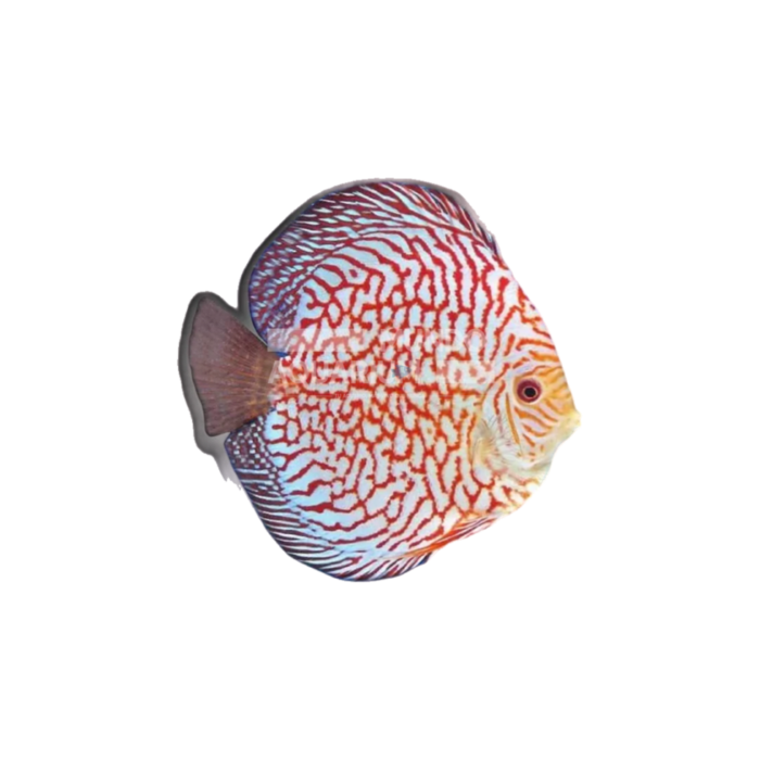 Symphysodon aequifasciatus Lepored Snassking