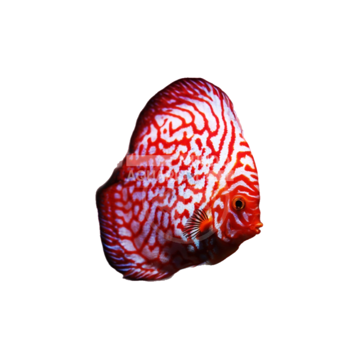 Symphysodon aequifasciatus Red Checkerboard