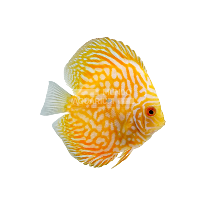 DISCO YELLOW CHECKERBOARD