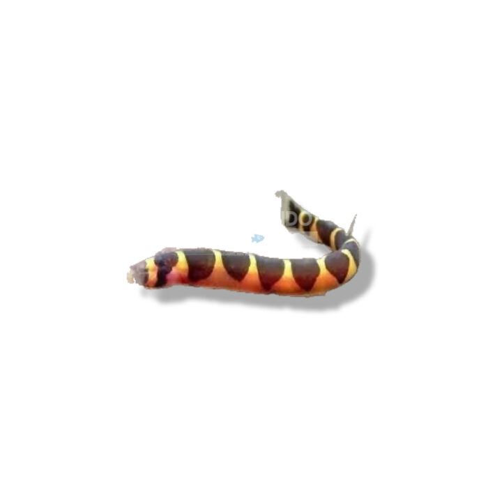 ACANTHOPHTHALMUS KUHLI