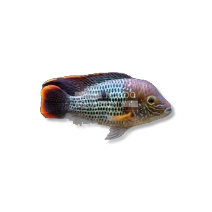 CÍCLIDO TERROR VERDE(AEQUIDENS RIVULATUS) (4-5 CM)