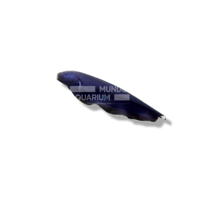 PEZ CUCHILLO FANTASMA (APTERONOTUS ALBIFRONS) 5-6CM