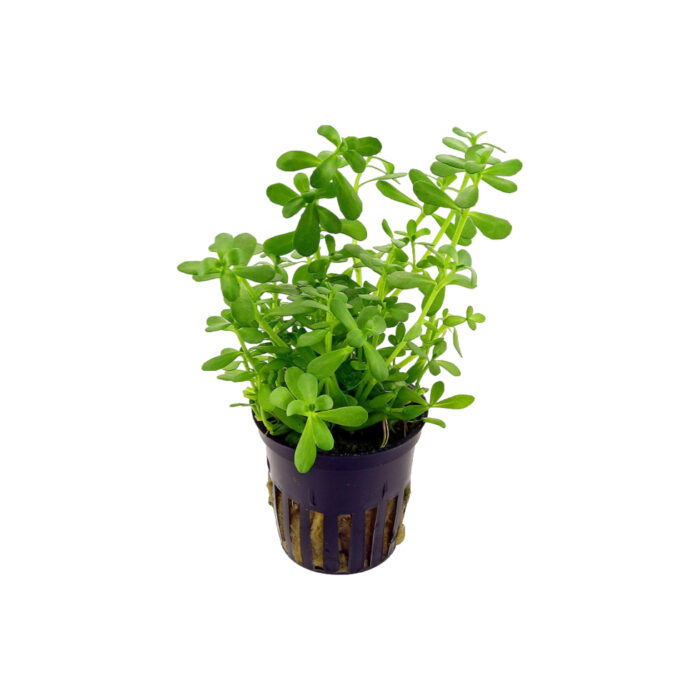 BACOPA MONNIERII