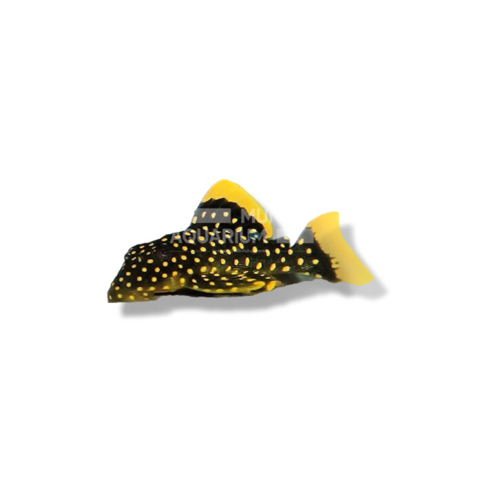 BARYANCISTRUS SP GOLDEN NUGGET