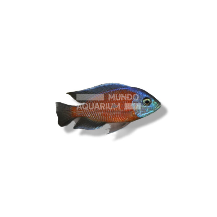 HAPLOCHROMIS BORLEYI