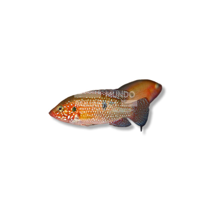 CÍCLIDO JOYA ROJO (HEMICHROMIS LIFALIL)I (4-5 CM)