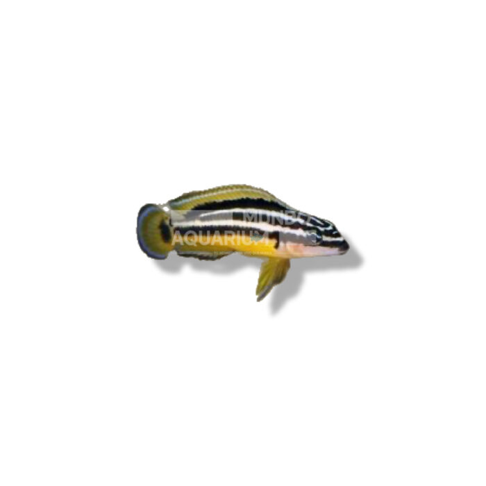 JULIDOCHROMIS ORNATUS