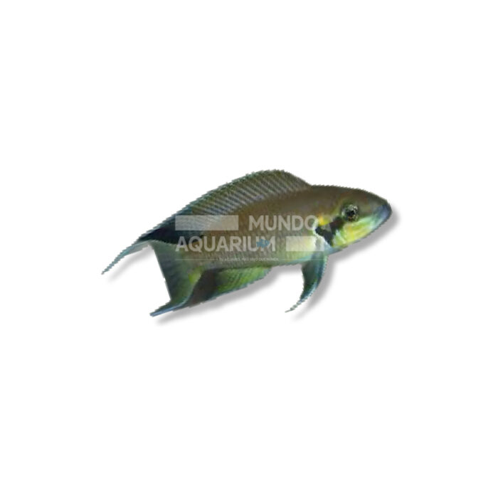 PRINCESA DE BURUNDI (LAMPROLOGUS BRICHARDI) (4,5-5 CM)