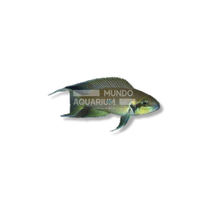 PRINCESA DE BURUNDI LAMPROLOGUS BRICHARDI (XL)