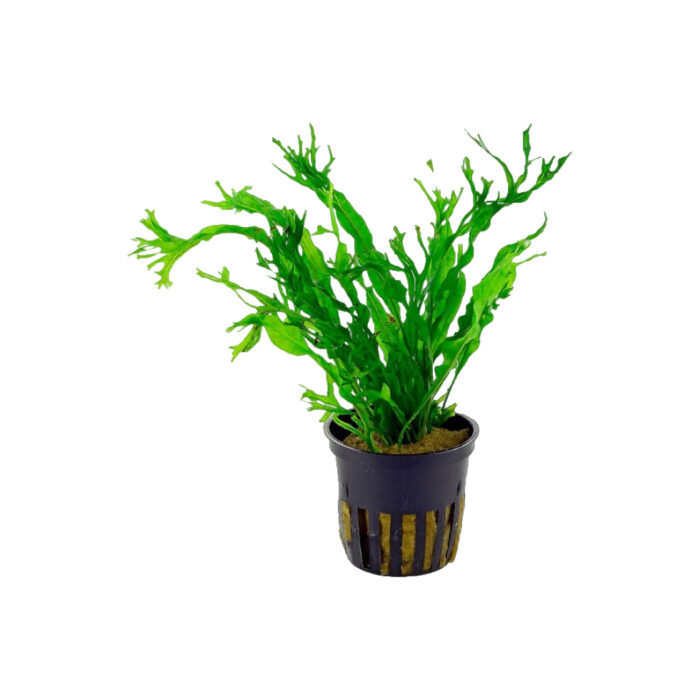 MICROSORUM WINDELOV