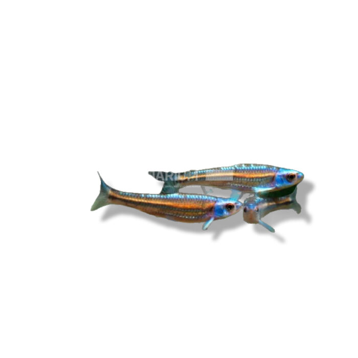 BARBO ARCO IRIS (NOTROPIS CHROSOMUS) 3-4CM