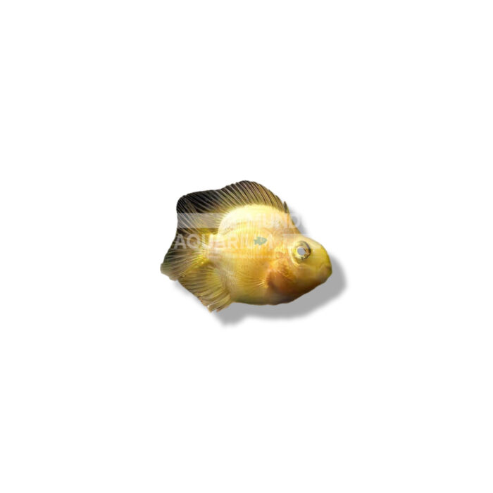 PEZ LORO AMARILLO 7/8CM