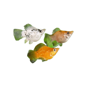 Molly Ballon Surtido 3Cm