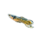 Guppy Macho Endler Tiger 3/4 Cm