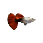 Guppy Macho Dumbo Fuego Rojo 3/4Cm