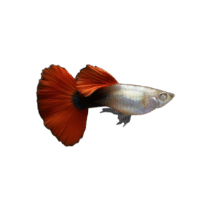 Guppy Macho Dumbo Fuego Rojo 3/4Cm