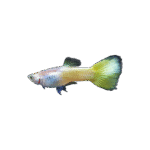 Guppy Macho Amarillo Aleman 3/4Cm