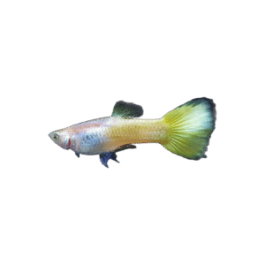 Guppy Macho Amarillo Aleman 3/4Cm