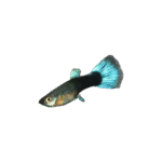 Poecillia Reticulata Blue Neon (Guppy Azul Neon)
