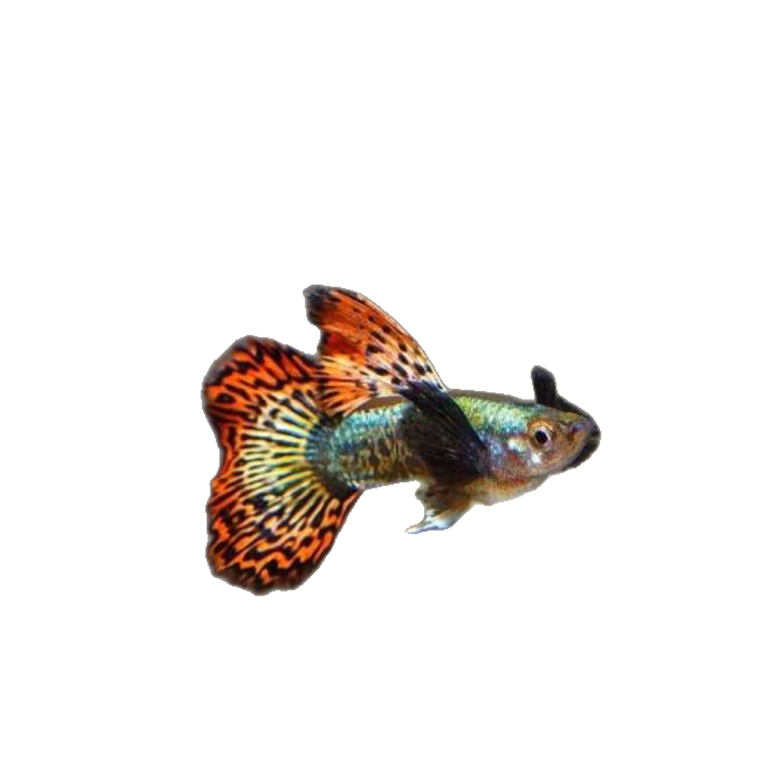Guppy Macho Dumbo Dragón Rojo 3-4Cm