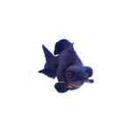 Carassius Auratus (Pez Telescópico Negro - 8/9 Cm)