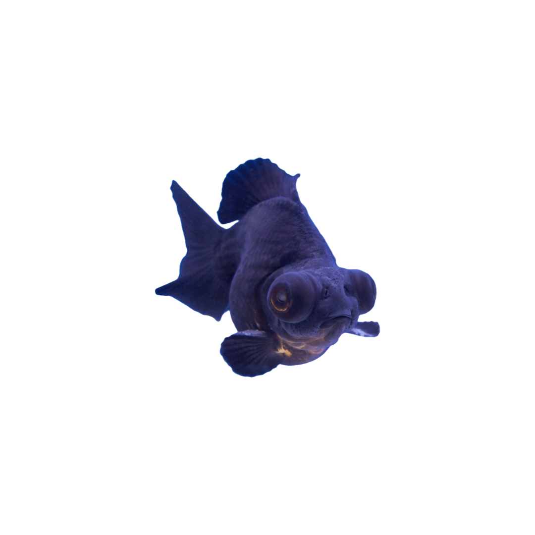 Carassius Auratus (Pez Telescópico Negro - 8/9 Cm)