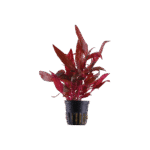 Alternanthera Reineckii Pink