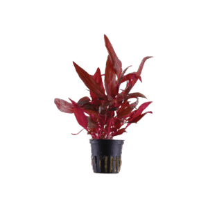 Alternanthera Reineckii Pink