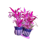 Alternanthera Reineckii Purple