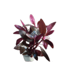 Alternanthera Sessilis