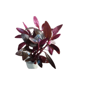 Alternanthera Sessilis