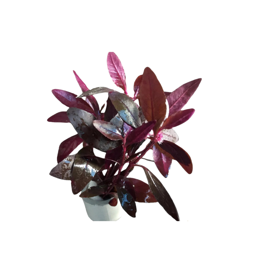 Alternanthera Sessilis