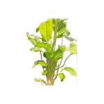 Amoratia (Similar Cryptocoryne)