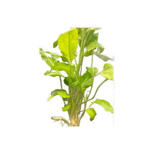 Amoratia (Similar Cryptocoryne)