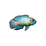 Andinoacara Pulcher (Electric Blue Acara)
