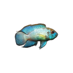 Andinoacara Pulcher (Electric Blue Acara)