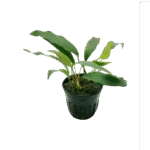 Anubias Minima (Grabla)